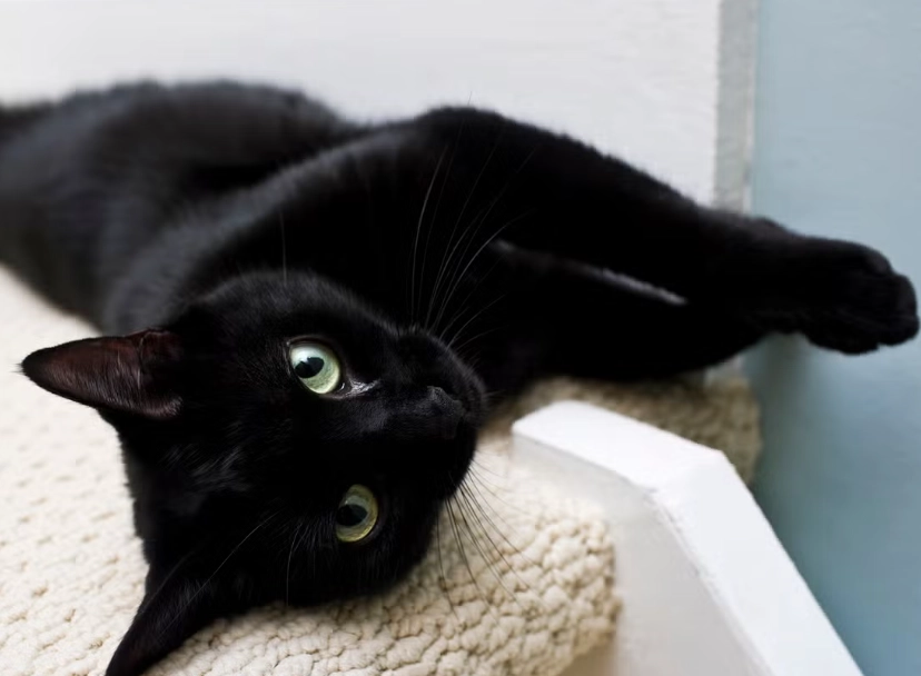 black cat breeds