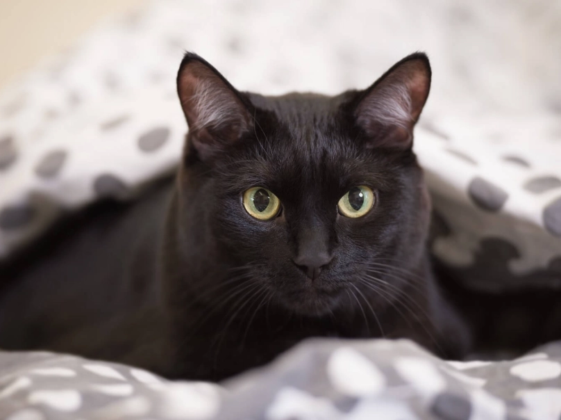 black cat care tips