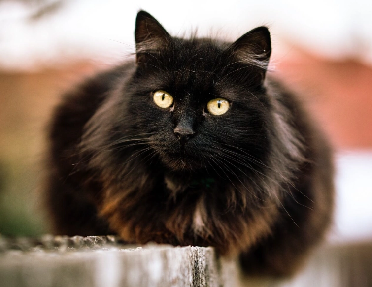 black cat care tips