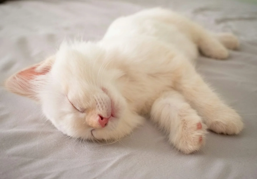 cat sleeping habits