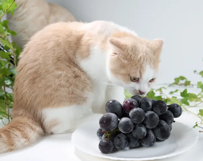 are grapes toxic to cats are grapes toxic to cats