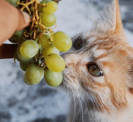 Can Cats Eat Grapes? The Clear Answer & What Every Owner Must Know