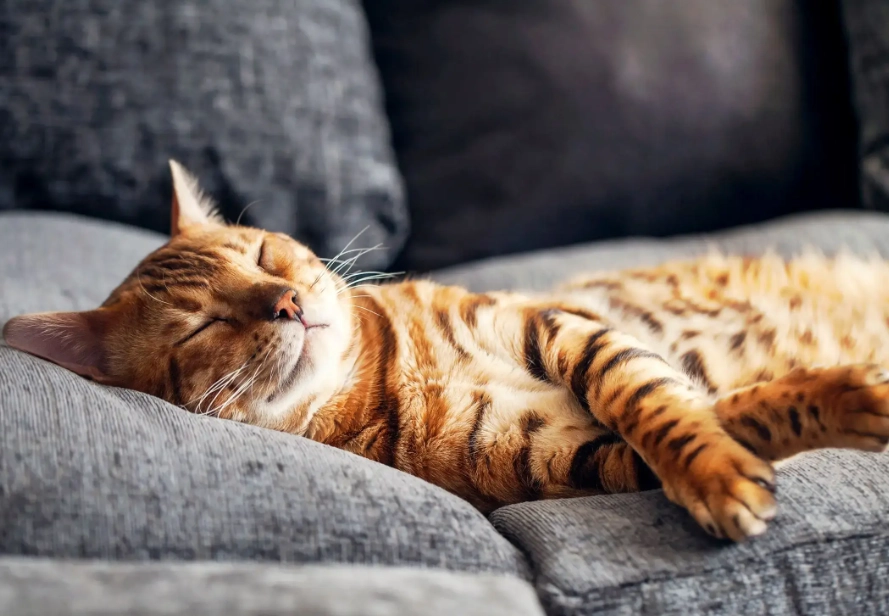 cat sleeping habits