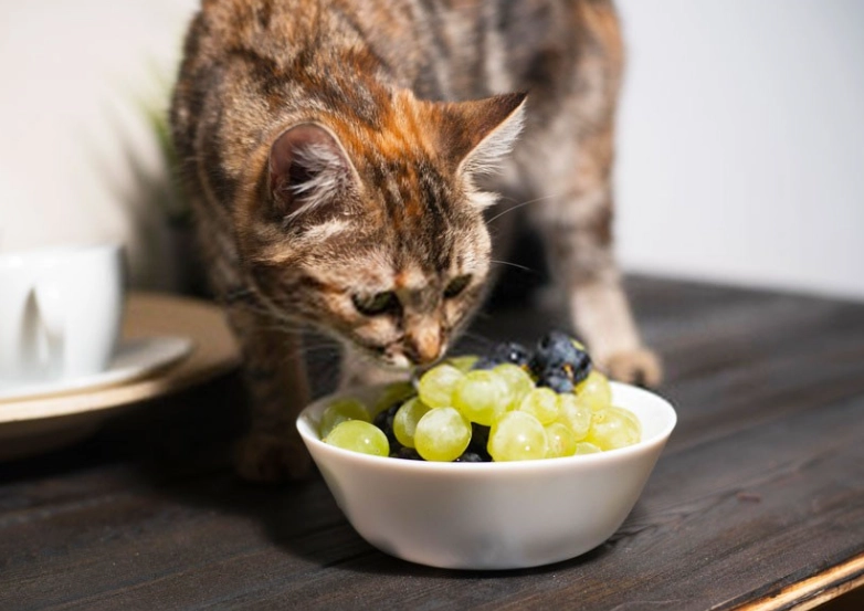 cat ate grape what to do cat ate grape what to do