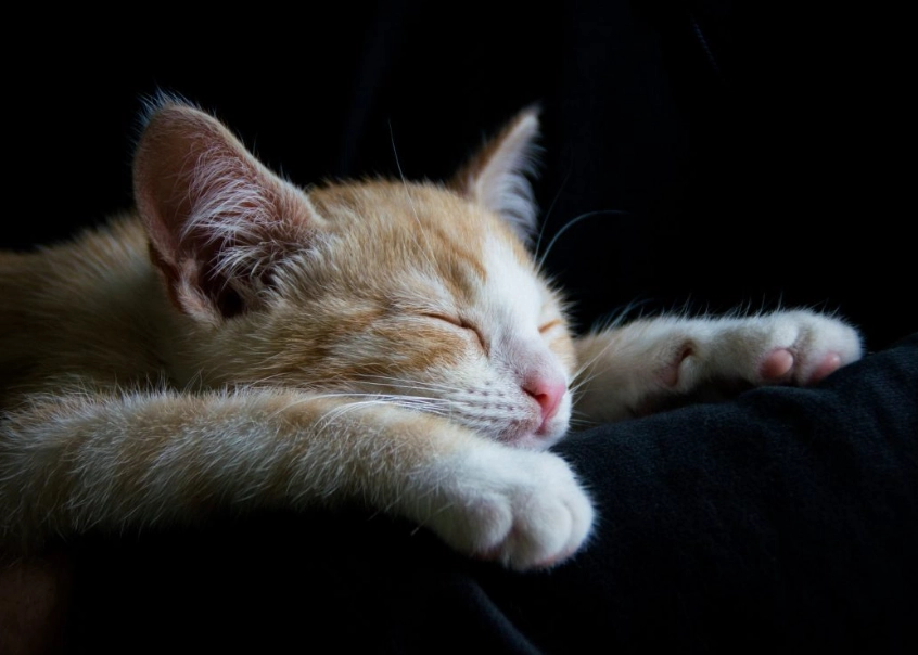 why cats sleep