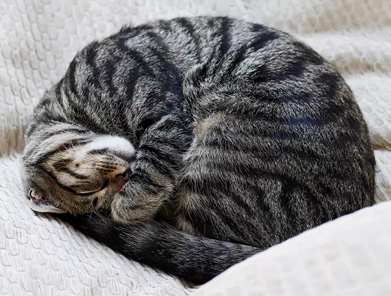 cat nap meaning