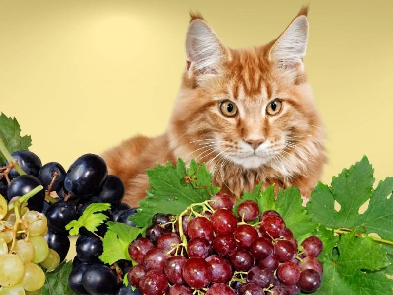 are grapes toxic to cats are grapes toxic to cats