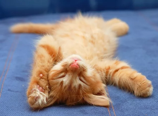 why cats sleep