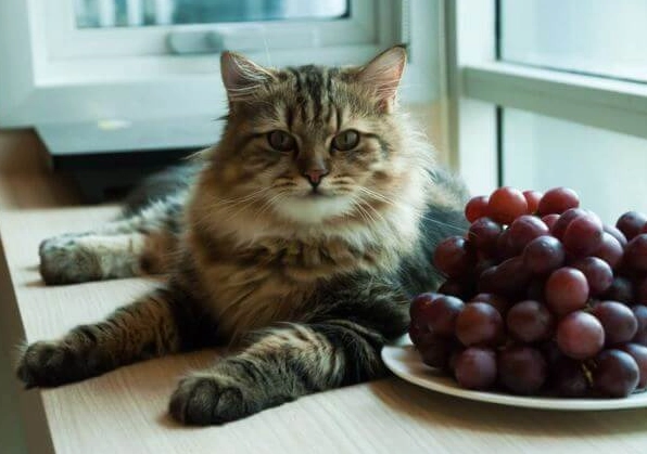 are grapes toxic to cats are grapes toxic to cats