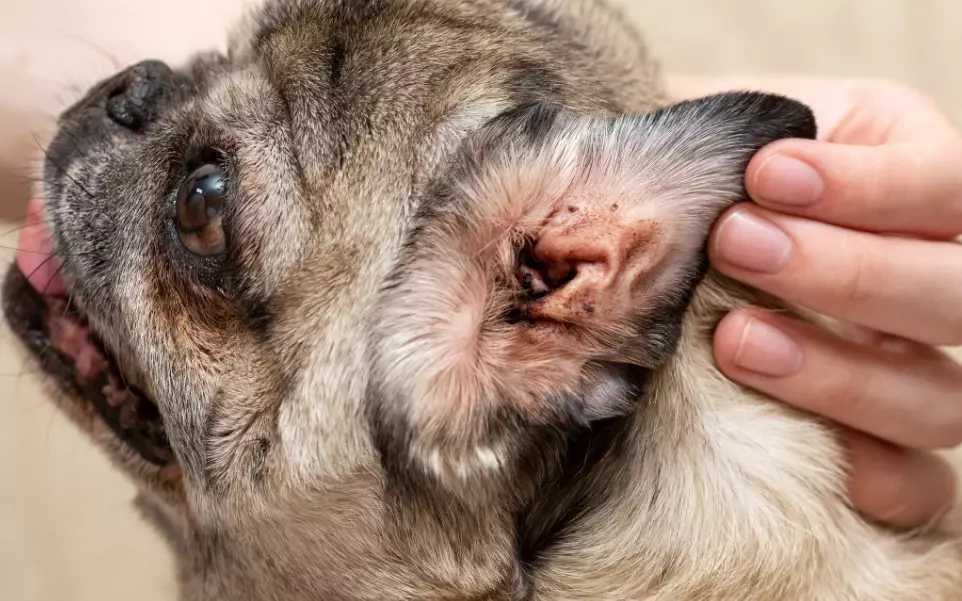 how to prevent ear mites in dogs