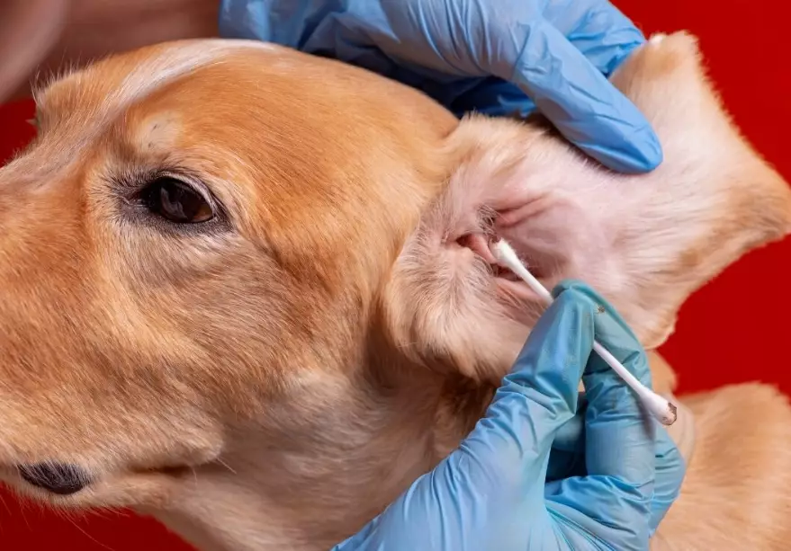 dog ear mites treatment