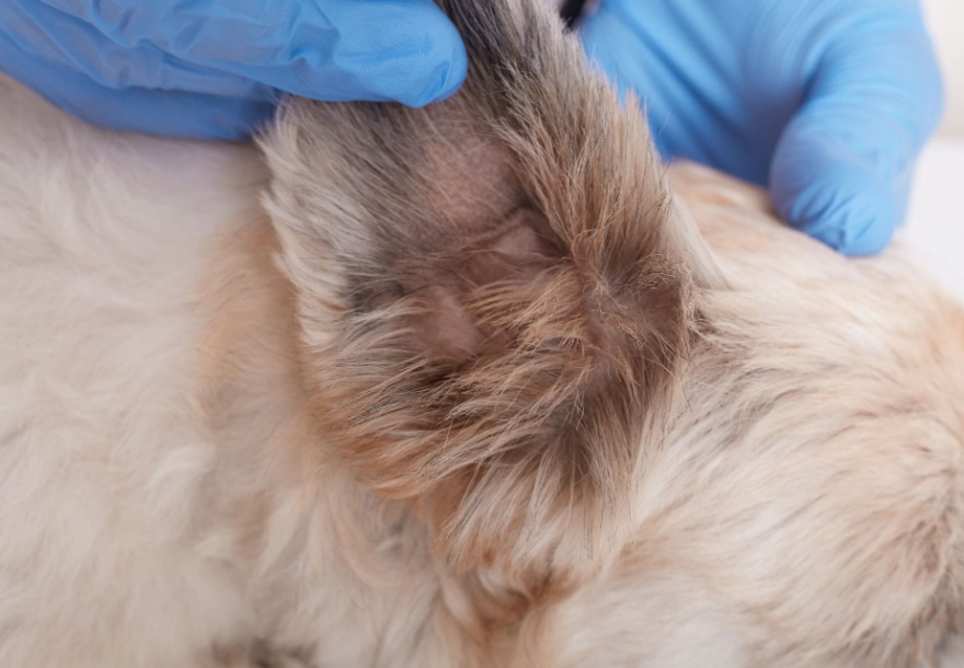 symptoms of ear mites in dogs