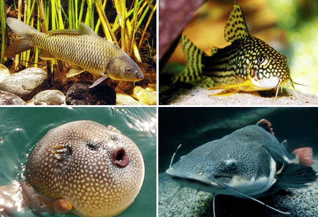 fish feeding guide