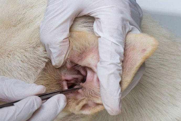 dog ear mites treatment