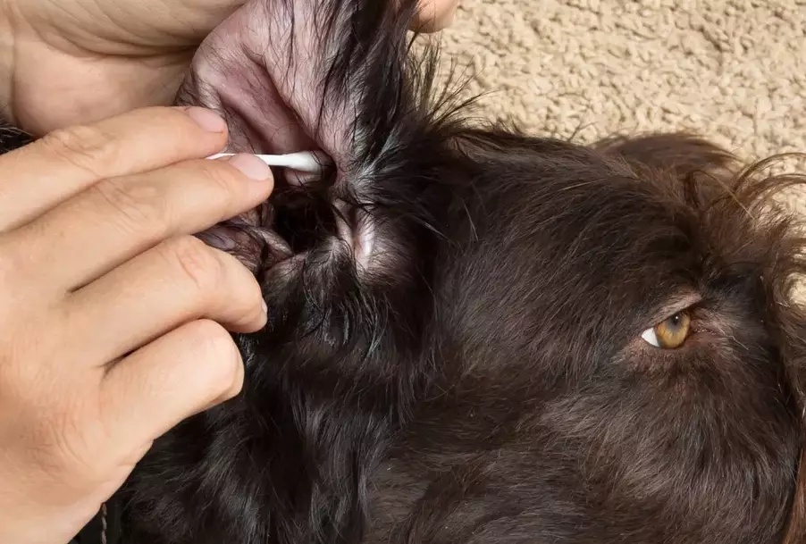 symptoms of ear mites in dogs
