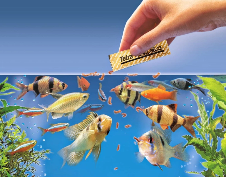 fish diet