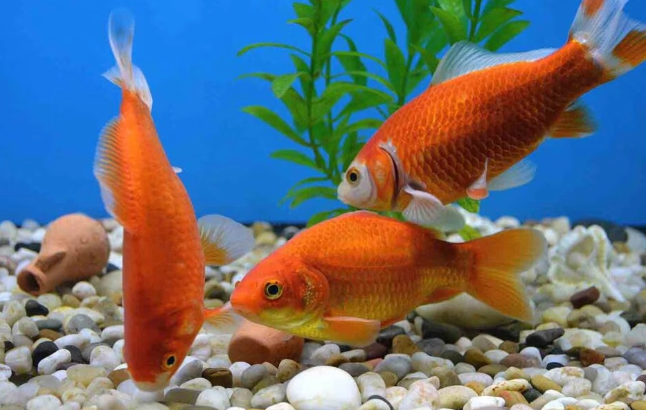 fish diet