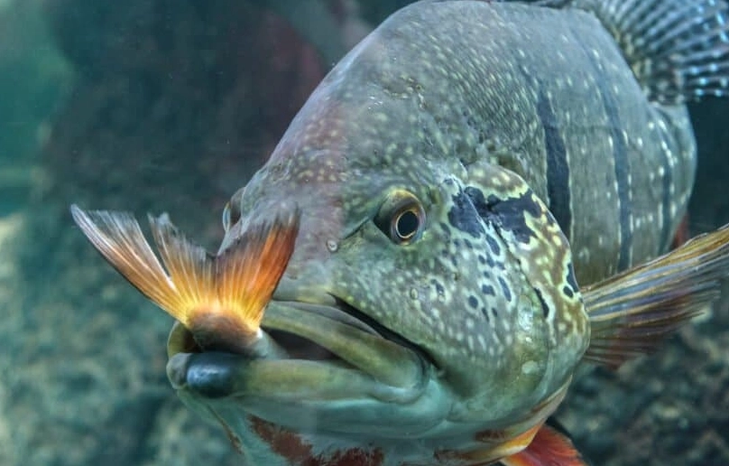 fish feeding guide