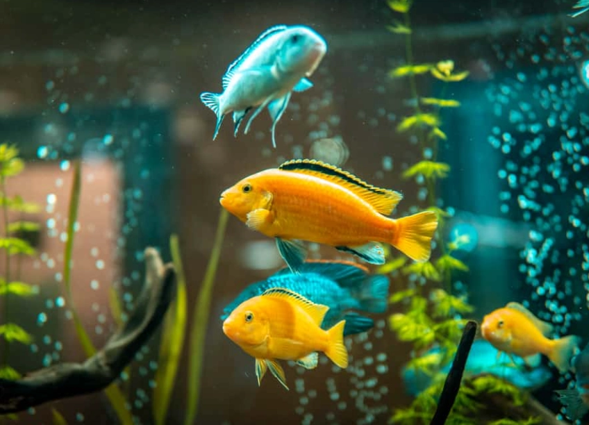 What Do Fish Eat? The Complete Guide to Fish Diet and Feeding