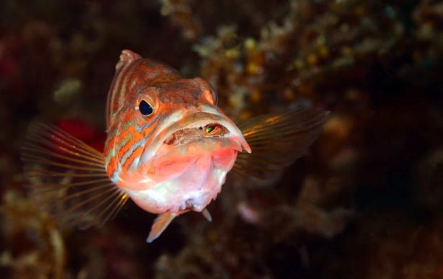 fish feeding guide