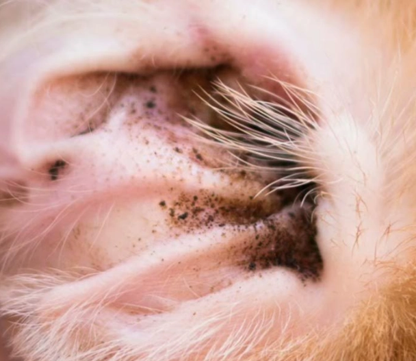 how to prevent ear mites in dogs