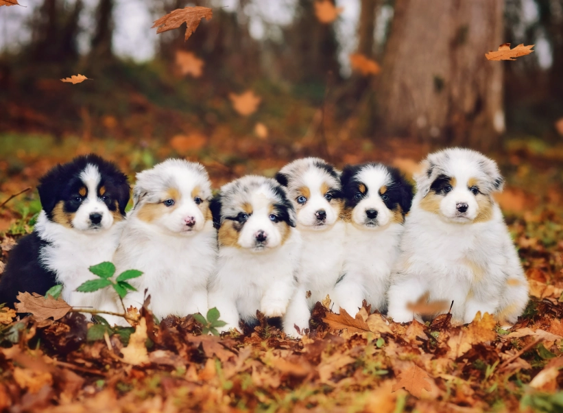 australian shepherd puppy tips