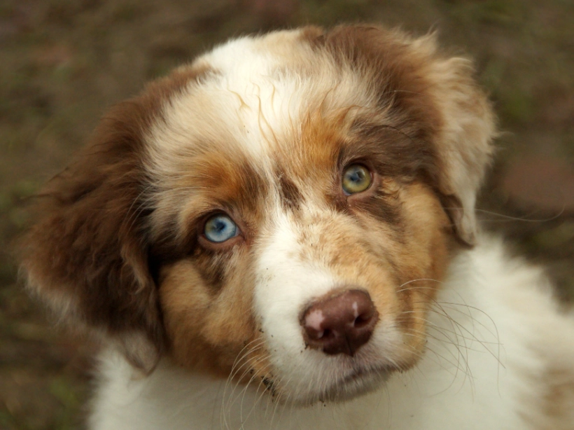 australian shepherd puppy care