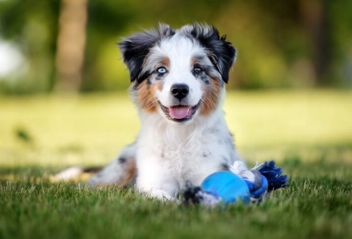 australian shepherd puppy training