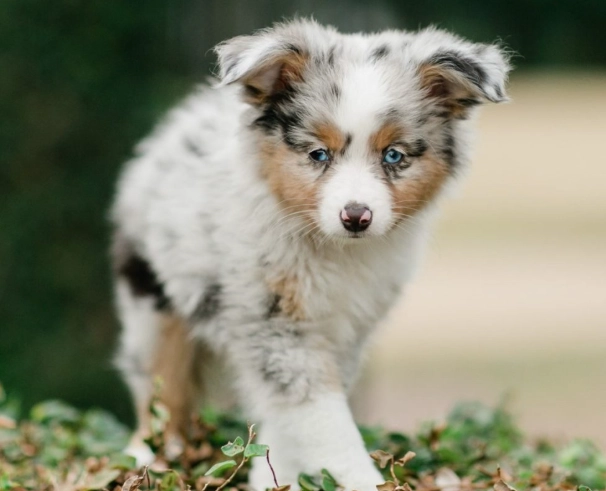 australian shepherd puppy tips