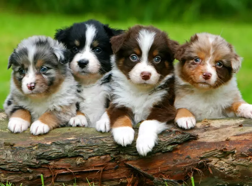 australian shepherd puppy training
