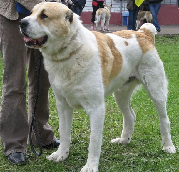 alabai aziat dogs