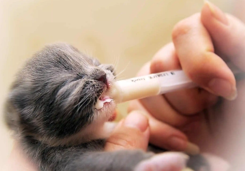 kitten not gaining weight