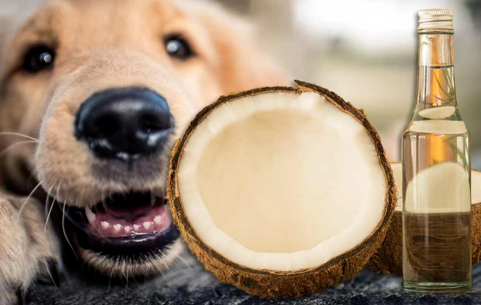 benefits of coconut oil for dogs benefits of coconut oil for dogs