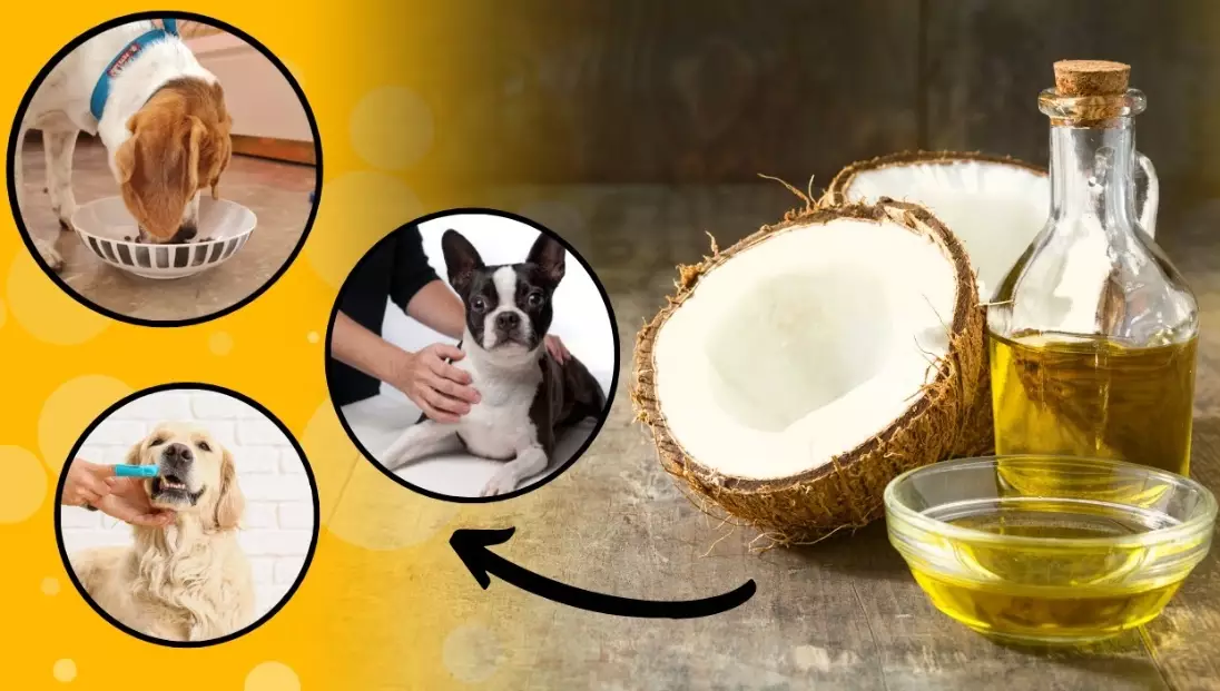 how to give coconut oil to dogs how to give coconut oil to dogs