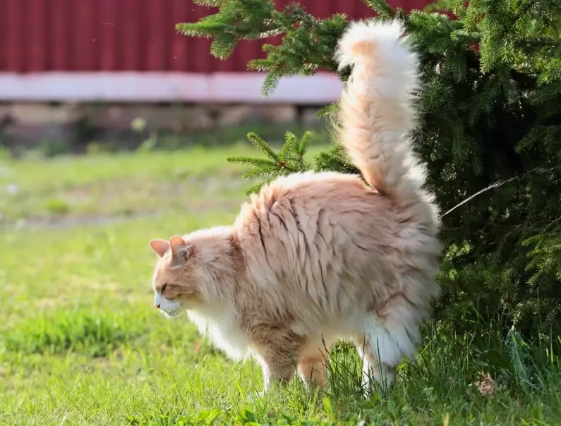 why do female cats spray