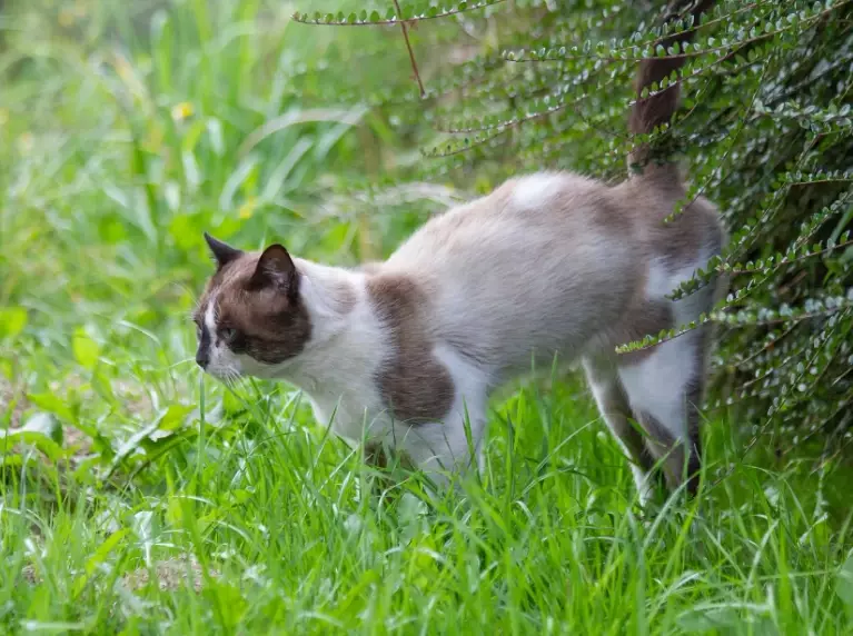 female cat spraying