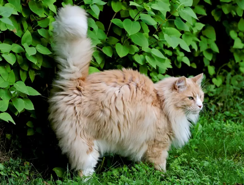 do female cats spray
