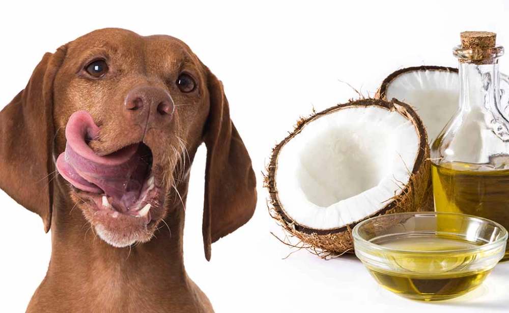 benefits of coconut oil for dogs benefits of coconut oil for dogs