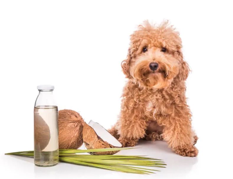 coconut oil for dogs coconut oil for dogs