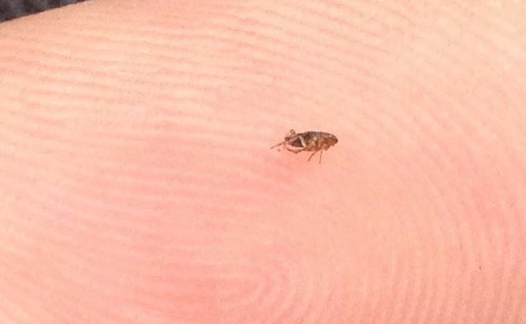 flea infestation humans flea infestation humans