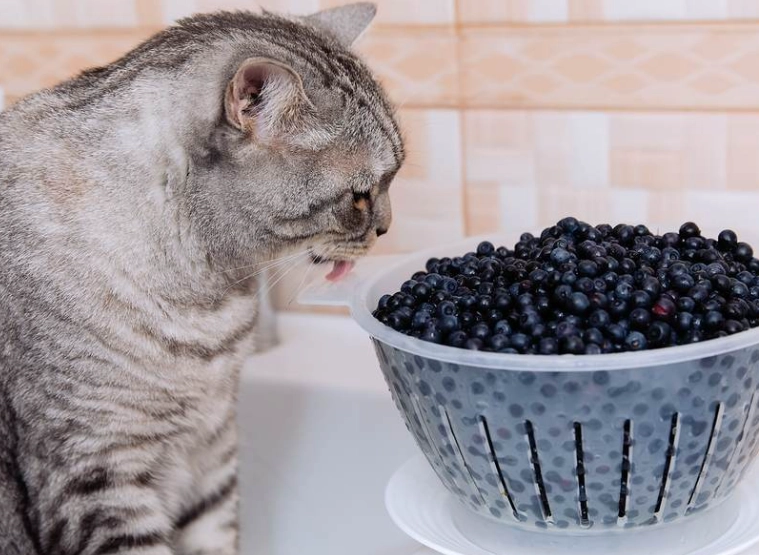 can cats have blueberries