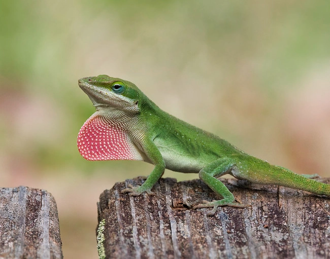 anole habitat anole habitat