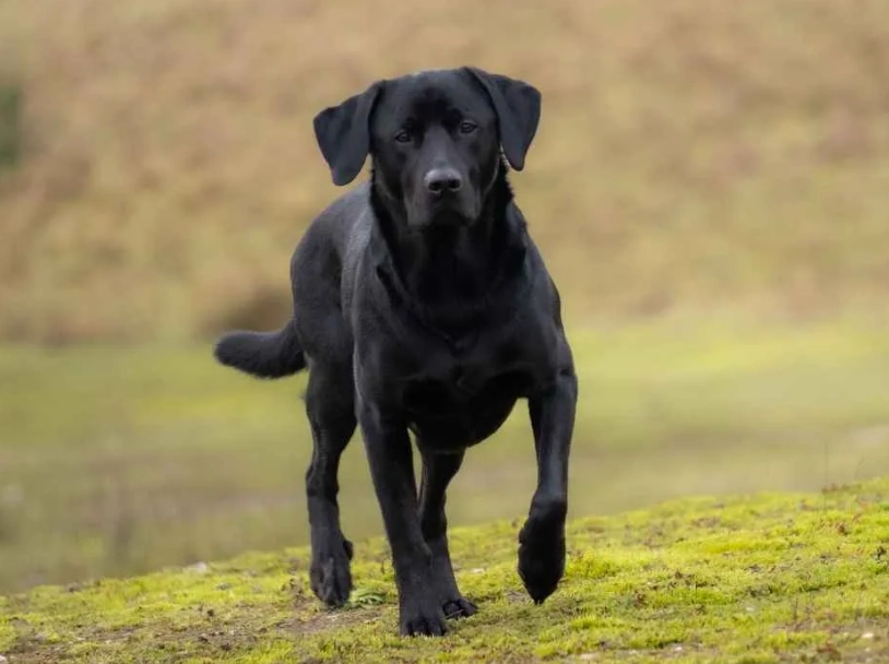 smartest dog breeds