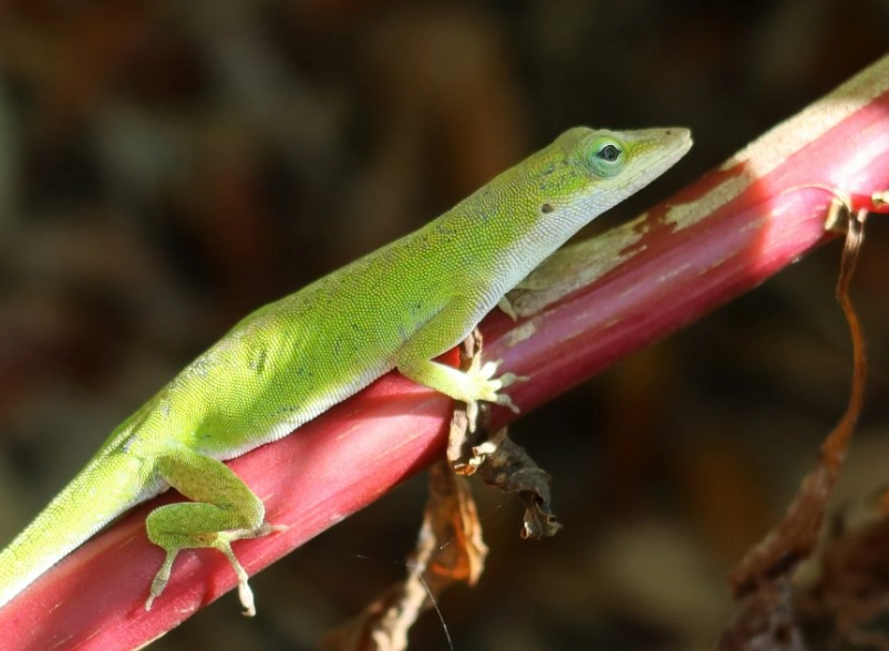 anole lizard care anole lizard care