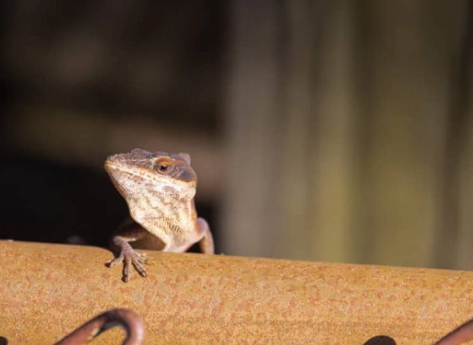 green anole green anole