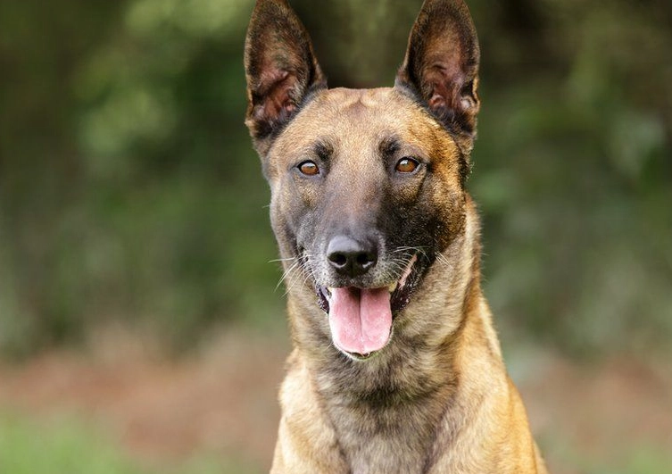 most intelligent dog