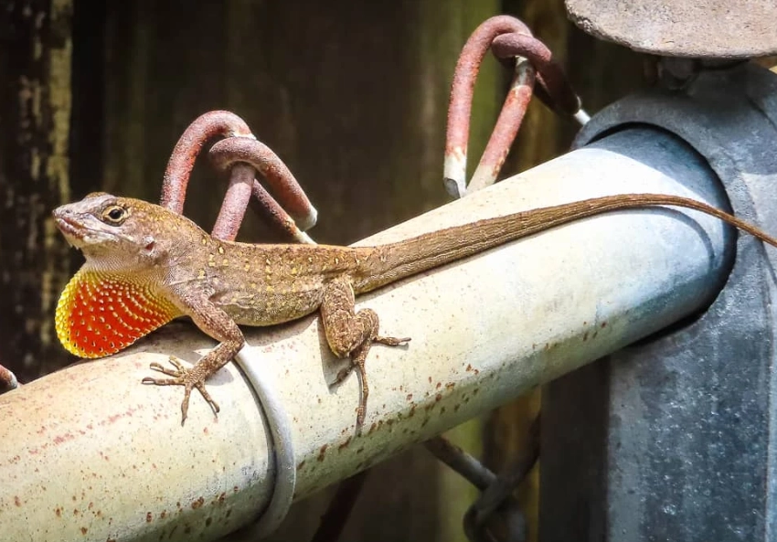 green anole green anole