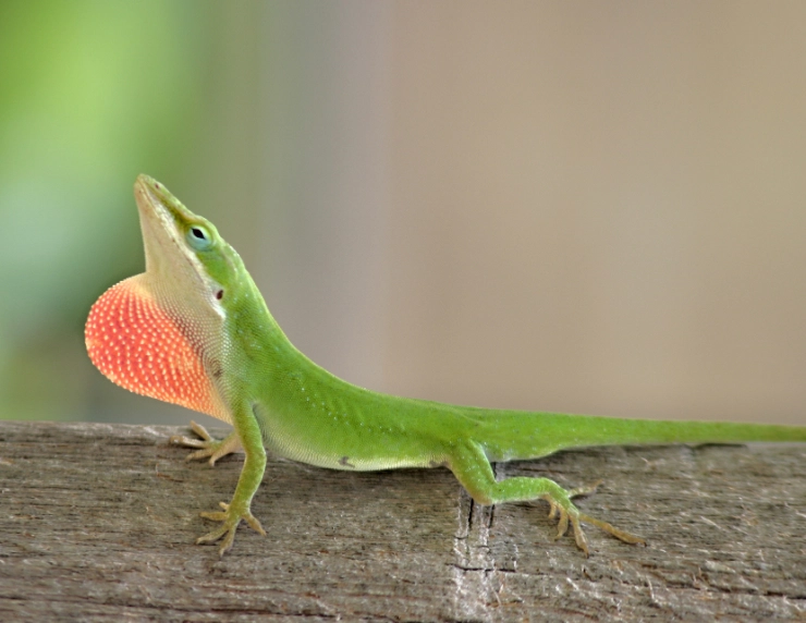 anole lizard care anole lizard care