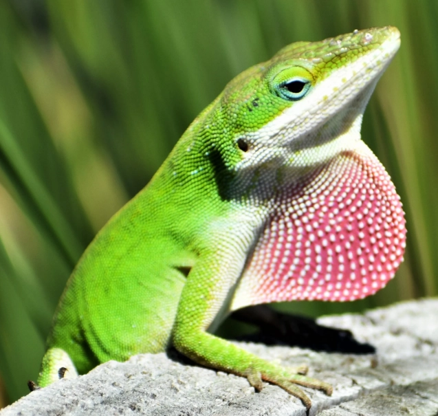 anoles