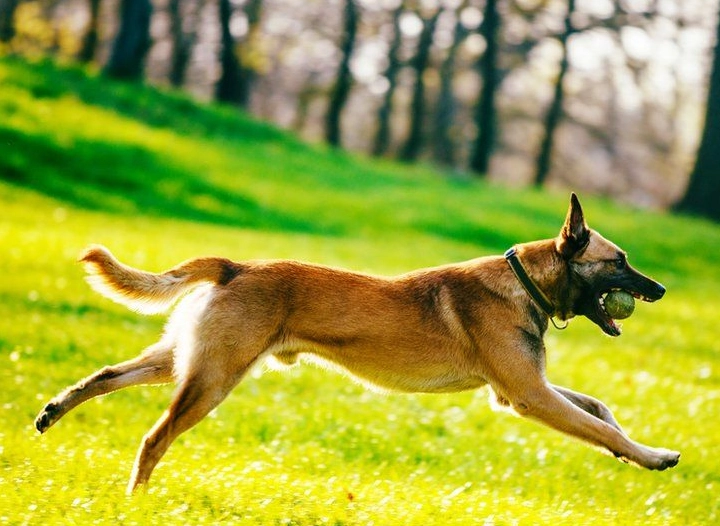 smartest dog breeds
